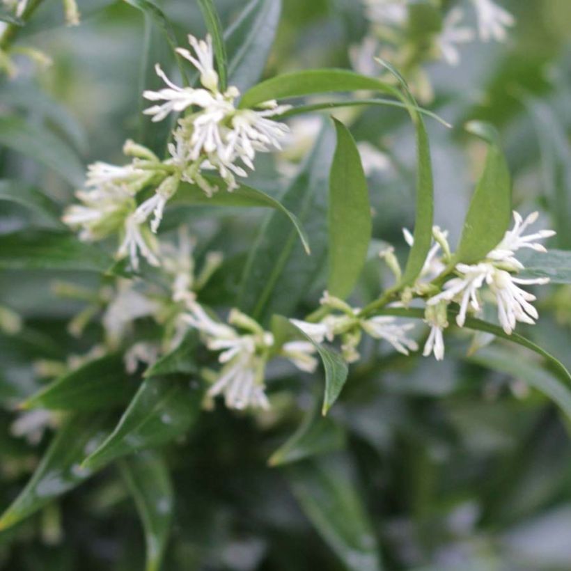 Sarcococca Dragons Gate - Vleesbes (Flowering)