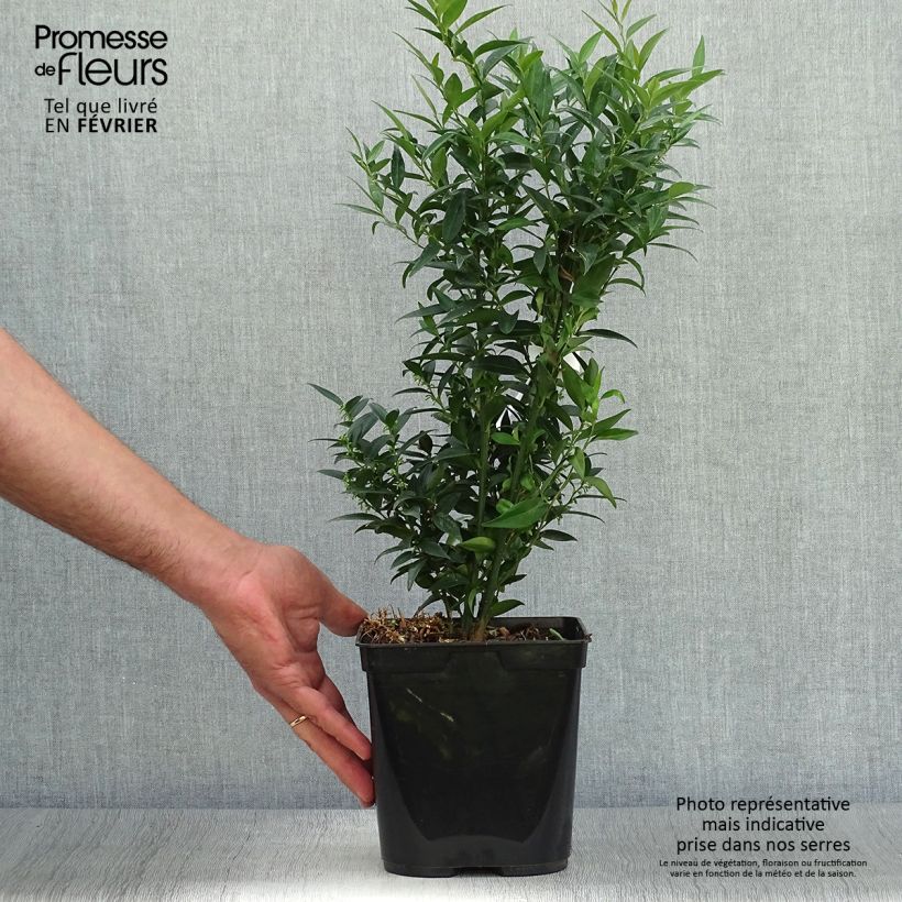 Exemplaar van Sarcococca Dragons Gate - Vleesbes Pot van 3 l/4 l zoals geleverd in de herfst