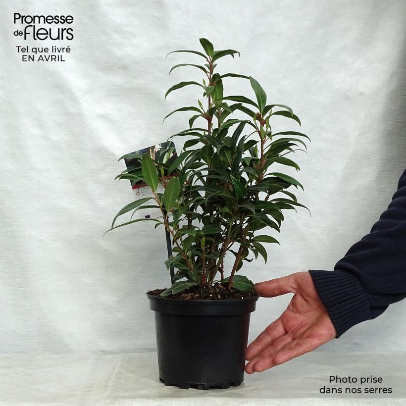 Example of Sarcococca Winter Gem - Vleesbes Pot van 2 l/3 l as you get in printemps