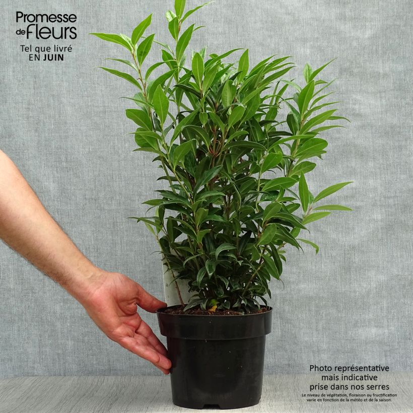 Exemplaar van Sarcococca Winter Gem - Vleesbes Pot van 2 l/3 l zoals geleverd in de zomer