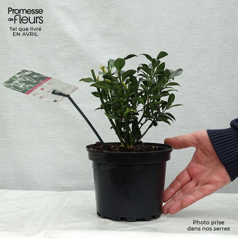 Example of Sarcococca confusa - Vleesbes Pot van 2 l/3 l as you get in printemps