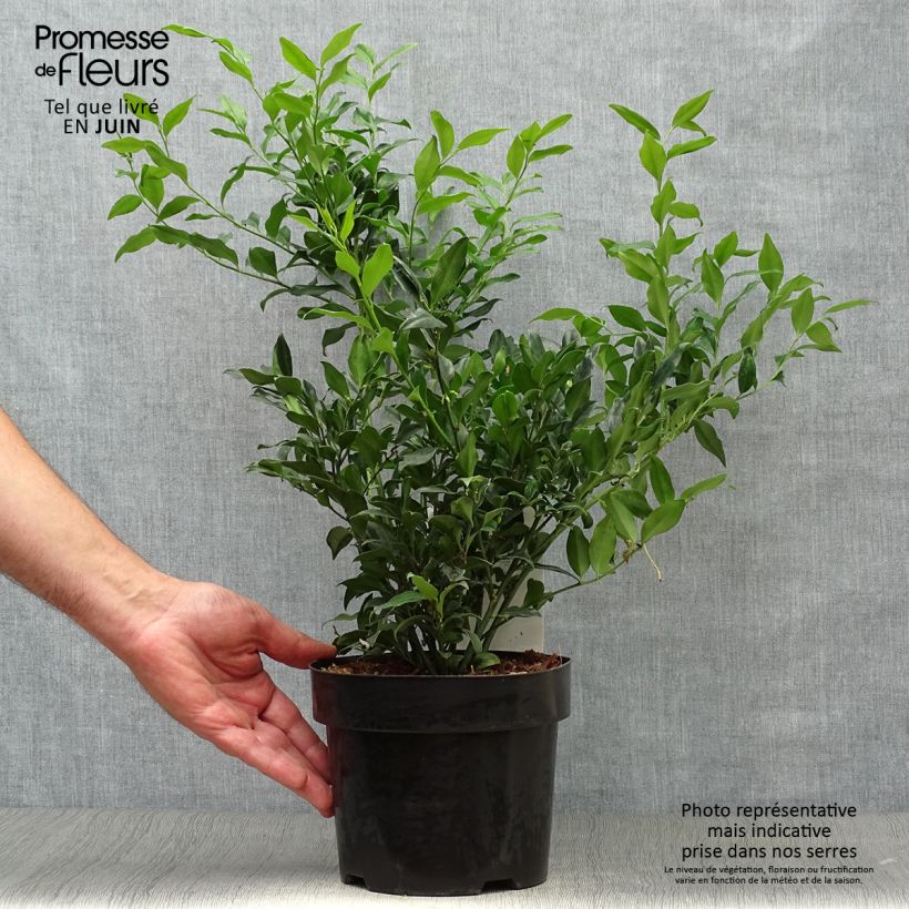 Exemplaar van Sarcococca confusa - Vleesbes Pot van 2 l/3 l zoals geleverd in de zomer