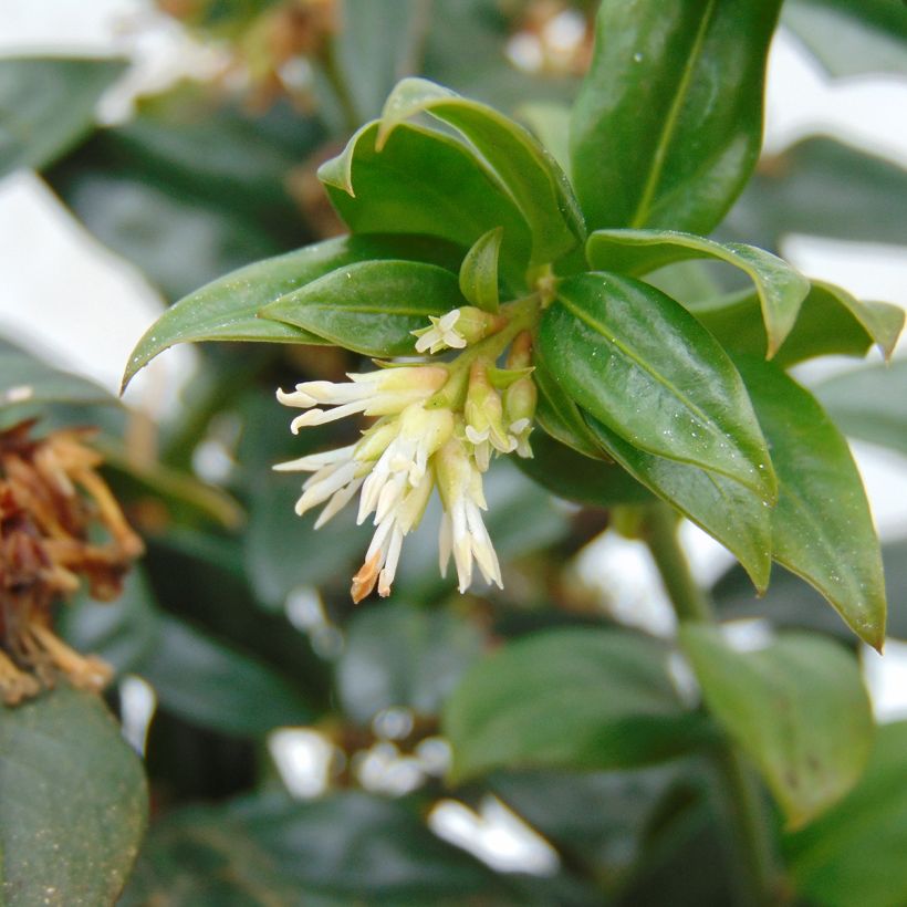 Sarcococca hookeriana - Vleesbes (Flowering)