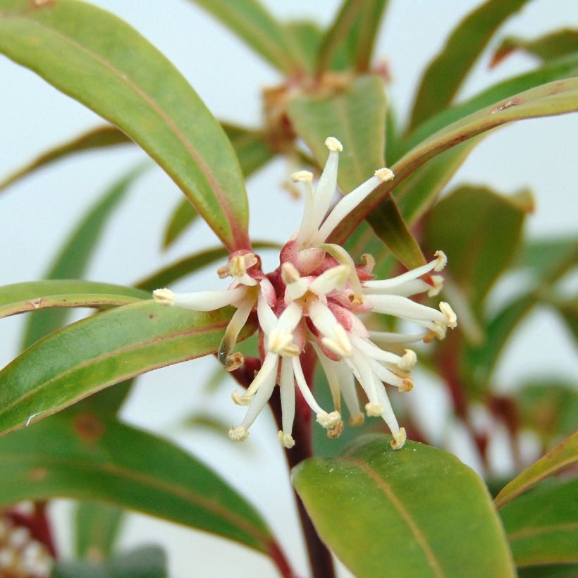 Sarcococca hookeriana digyna - Vleesbes (Flowering)