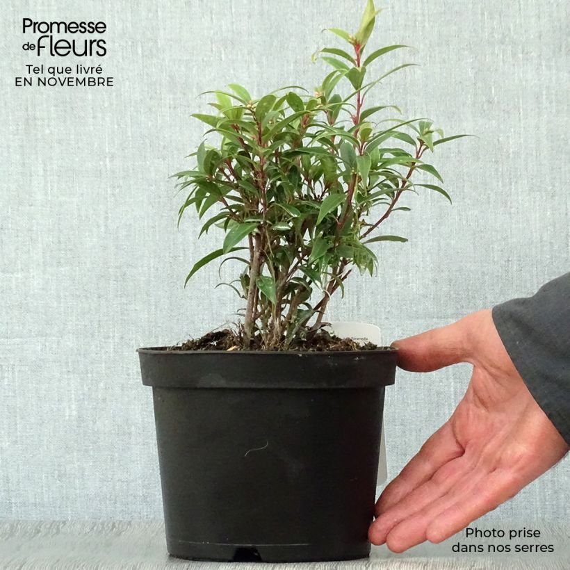Exemplaar van Sarcococca hookeriana digyna - Vleesbes Pot van 2 l/3 l zoals geleverd in de herfst