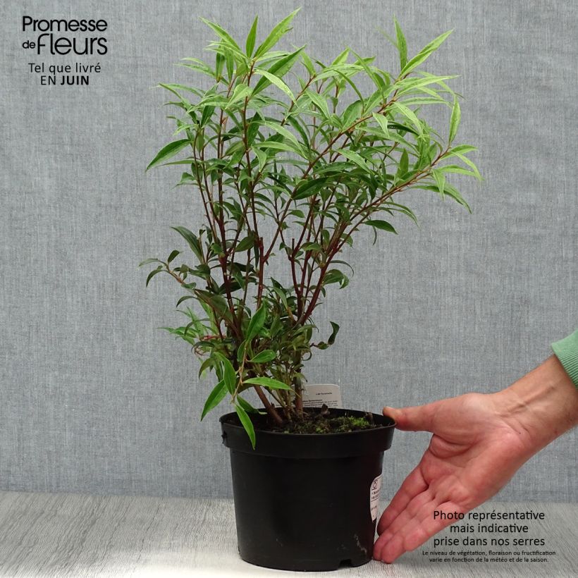 Exemplaar van Sarcococca hookeriana digyna - Vleesbes Pot van 2 l/3 l zoals geleverd in de zomer