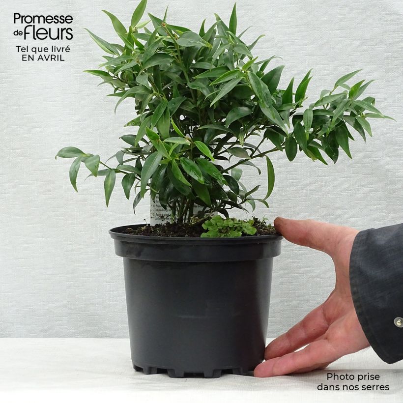 Example of Sarcococca hookeriana digyna - Vleesbes Pot van 2 l/3 l as you get in printemps