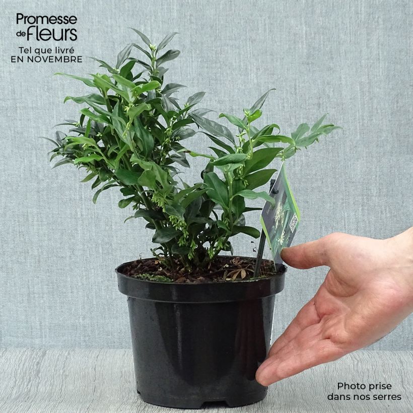 Exemplaar van Sarcococca hookeriana - Vleesbes Pot van 2 l/3 l zoals geleverd in de herfst