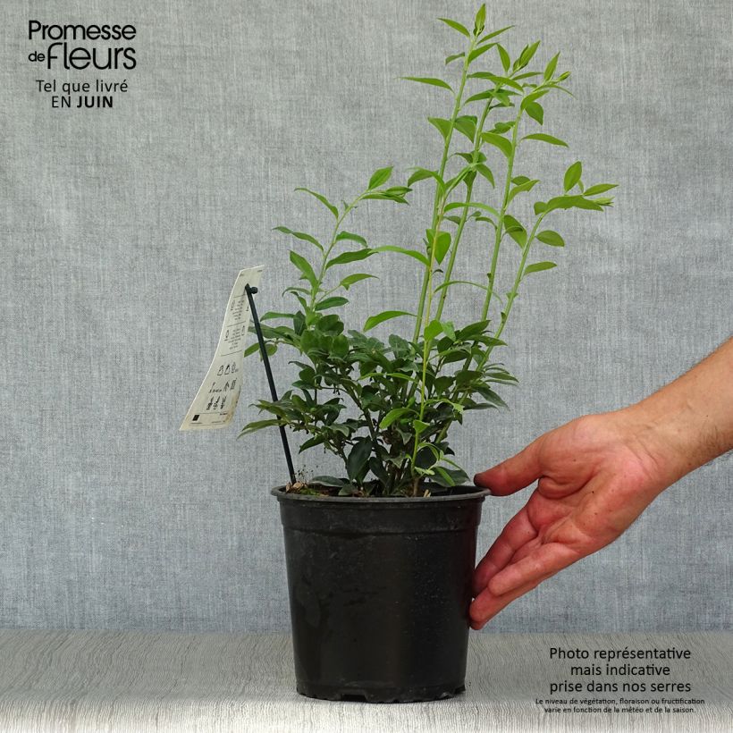 Exemplaar van Sarcococca hookeriana - Vleesbes Pot van 2 l/3 l zoals geleverd in de zomer