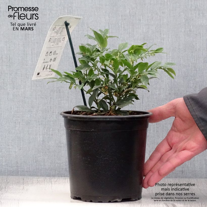 Example of Sarcococca hookeriana - Vleesbes Pot van 2 l/3 l as you get in printemps