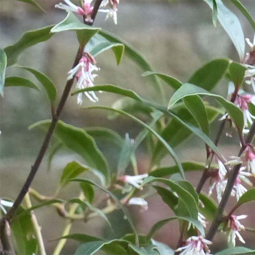 Sarcococca hookeriana Purple Stem - Vleesbes (Blad)