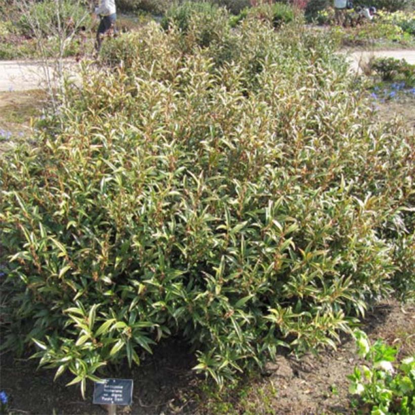 Sarcococca hookeriana Purple Stem - Vleesbes (Groeiplaats)