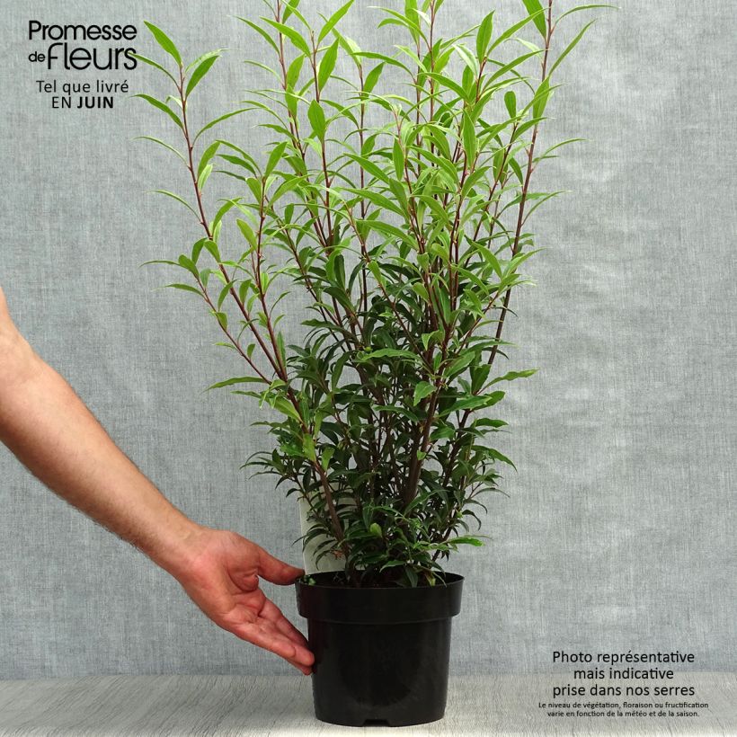 Exemplaar van Sarcococca hookeriana Purple Stem - Vleesbes Pot van 2 l/3 l zoals geleverd in de zomer