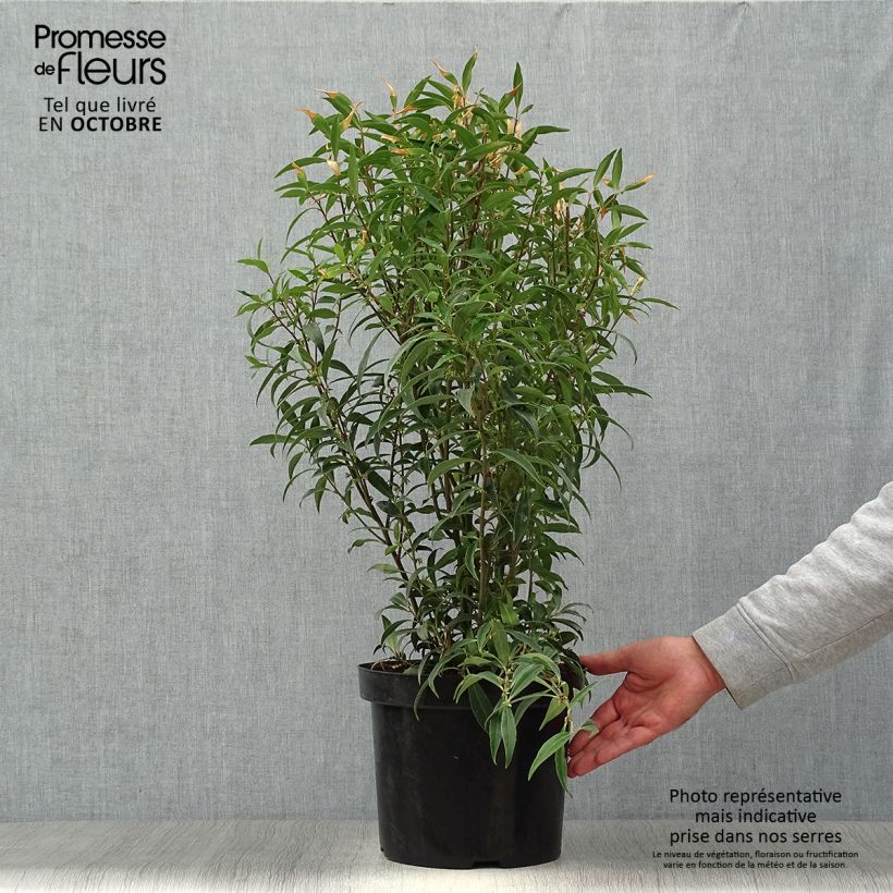 Exemplaar van Sarcococca hookeriana Purple Stem - Vleesbes Pot van 7,5 l/10 l zoals geleverd in de herfst