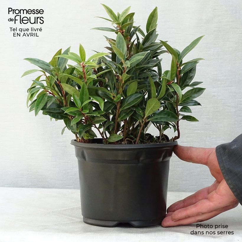 Exemplaar van Sarcococca hookeriana humilis - Vleesbes Pot van 2 l/3 l zoals geleverd in de lente