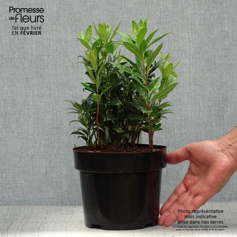 Exemplaar van Sarcococca hookeriana humilis - Vleesbes Pot van 2 l/3 l zoals geleverd in de herfst