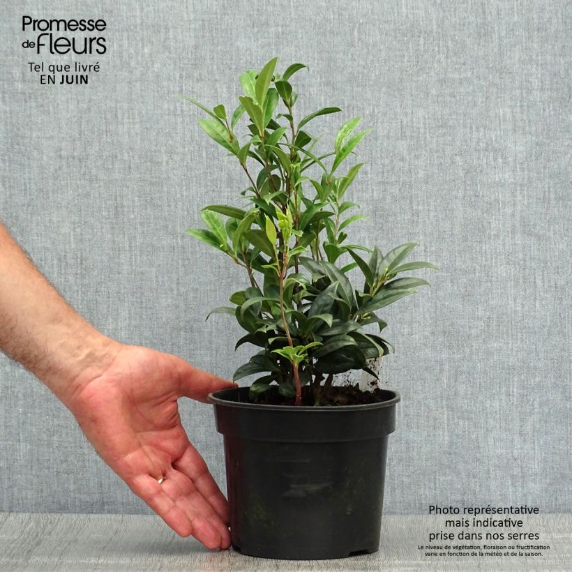 Exemplaar van Sarcococca hookeriana humilis - Vleesbes Pot van 2 l/3 l zoals geleverd in de zomer