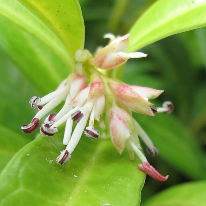 Sarcococca hookeriana humilis - Vleesbes (Bloei)
