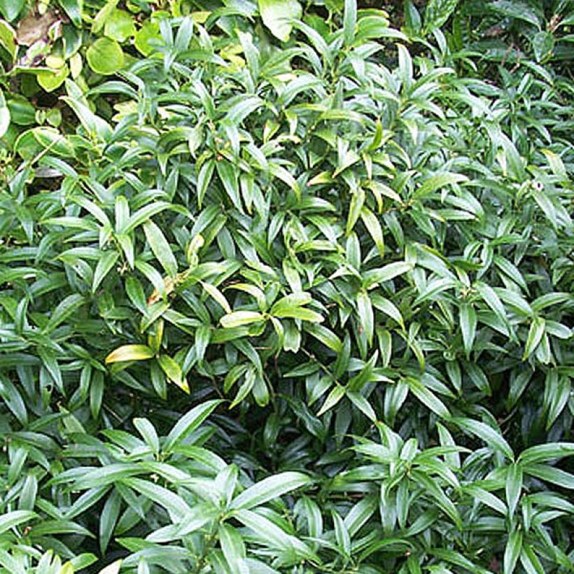 Sarcococca hookeriana humilis - Vleesbes (Groeiplaats)