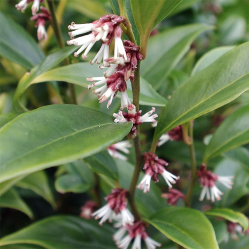 Sarcococca orientalis - Vleesbes (Foliage)