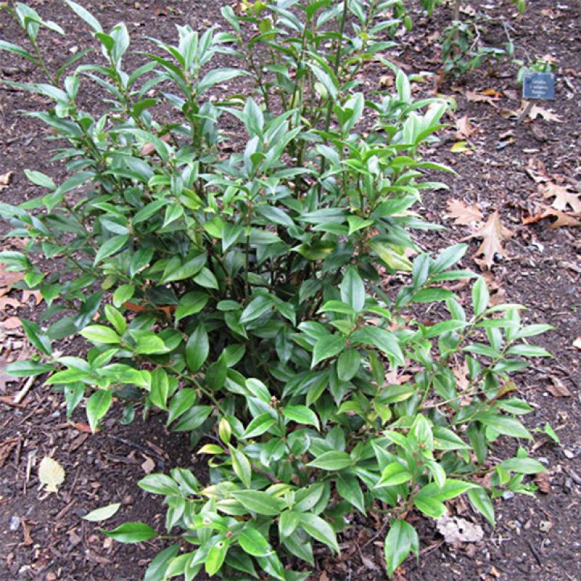 Sarcococca orientalis - Vleesbes (Plant habit)
