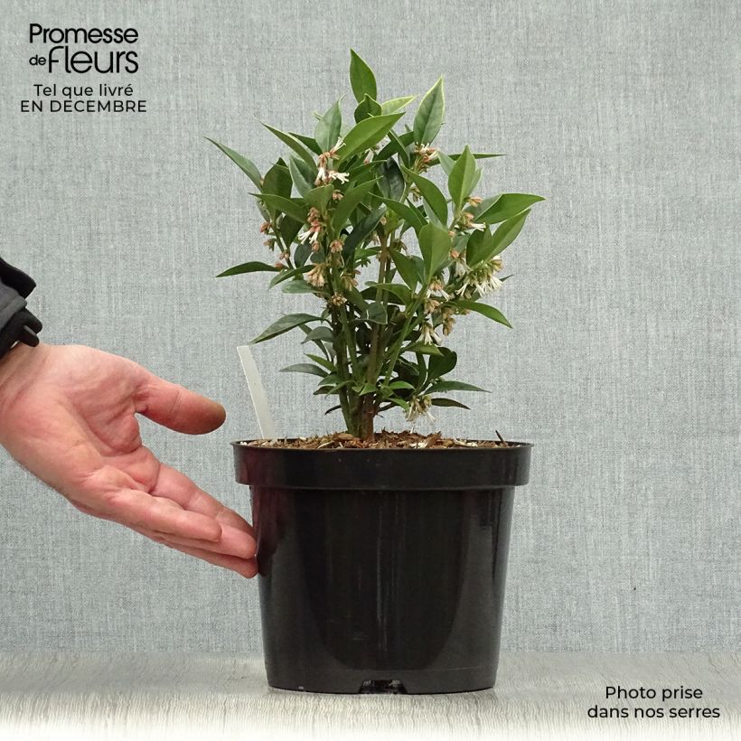 Exemplaar van Sarcococca orientalis - Vleesbes Pot van 2 l/3 l zoals geleverd in de winter