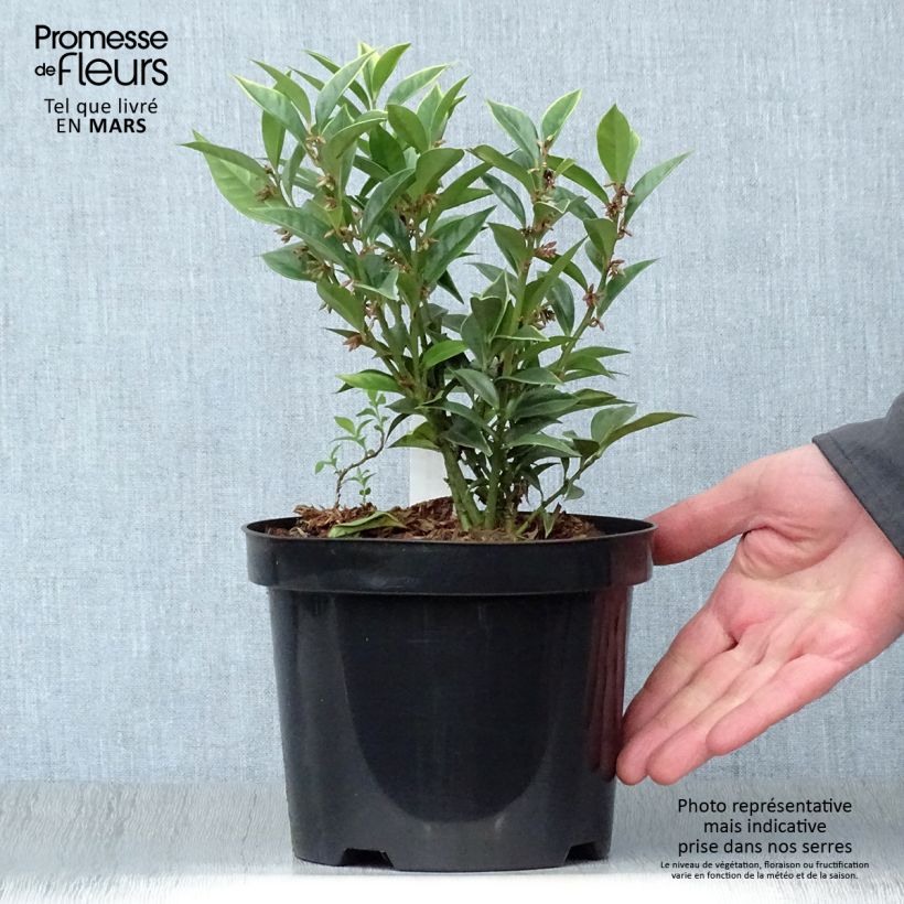 Example of Sarcococca orientalis - Vleesbes Pot van 2 l/3 l as you get in printemps