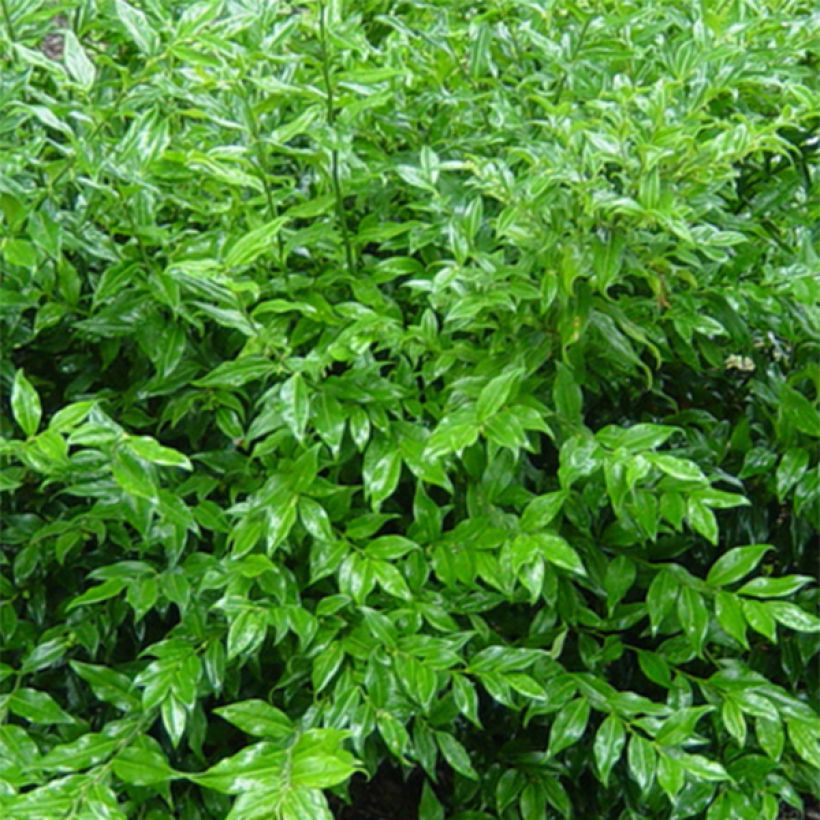 Sarcococca ruscifolia - Vleesbes (Foliage)