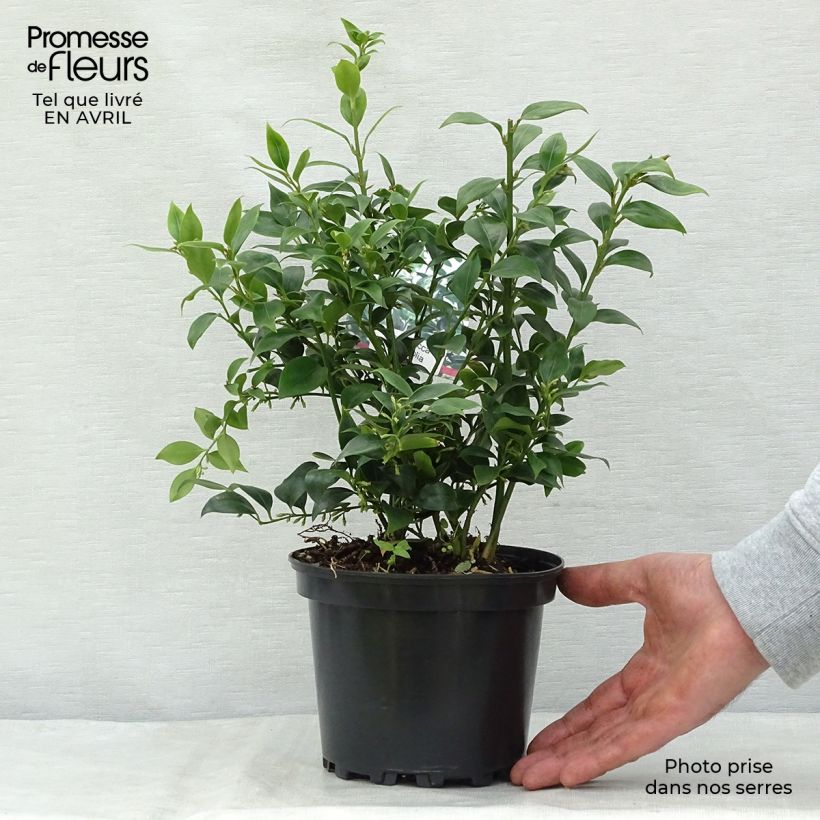 Example of Sarcococca ruscifolia - Vleesbes Pot van 2 l/3 l as you get in printemps