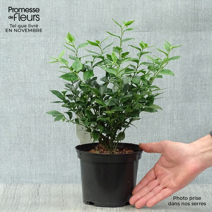 Exemplaar van Sarcococca ruscifolia - Vleesbes Pot van 2 l/3 l zoals geleverd in de herfst