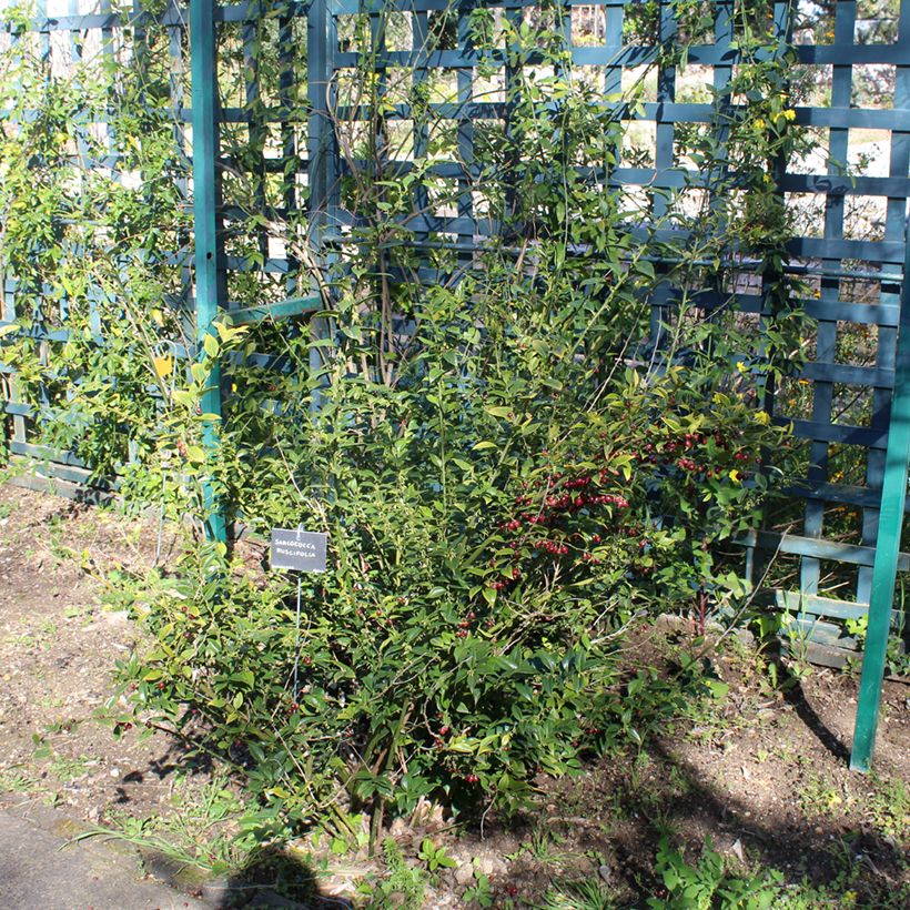 Sarcococca ruscifolia - Vleesbes (Groeiplaats)
