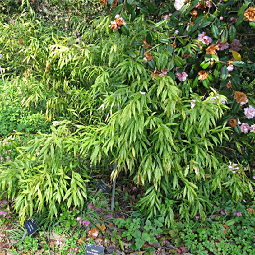Sarcococca saligna - Vleesbes (Foliage)