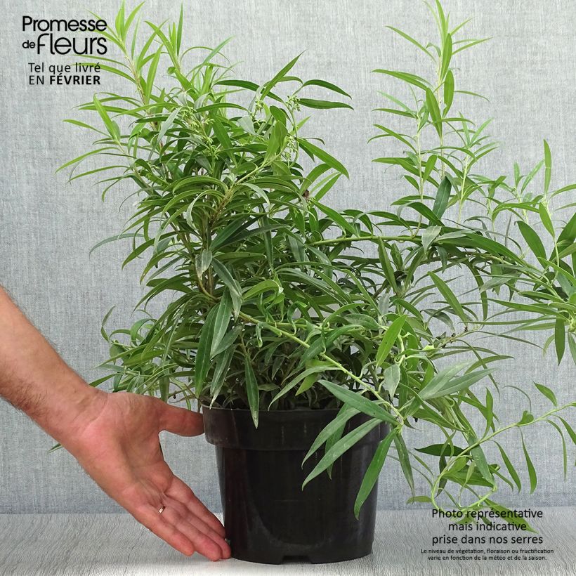 Exemplaar van Sarcococca saligna - Vleesbes Pot van 2 l/3 l zoals geleverd in de herfst