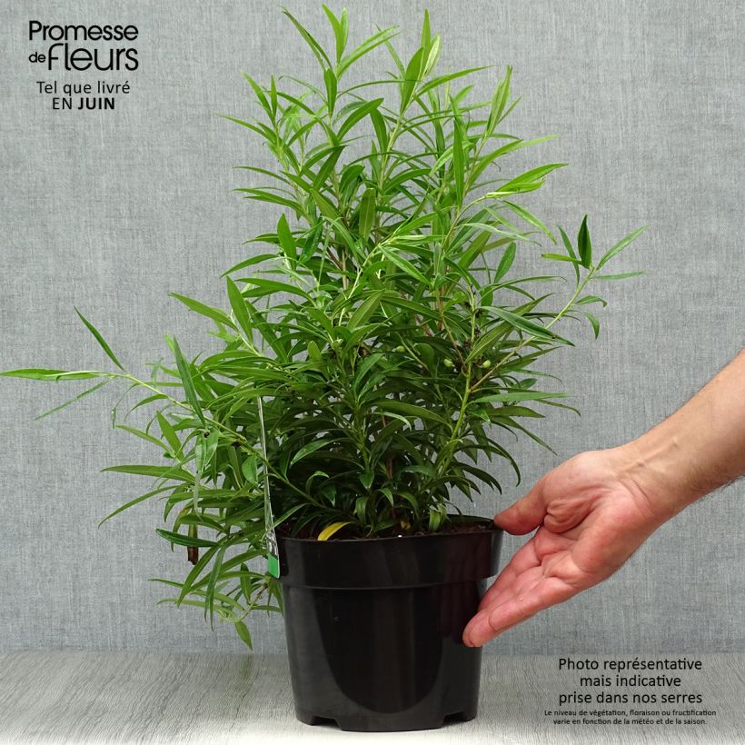 Exemplaar van Sarcococca saligna - Vleesbes Pot van 2 l/3 l zoals geleverd in de zomer