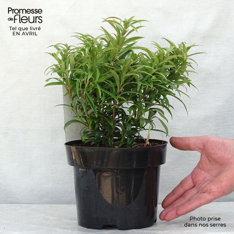 Example of Sarcococca saligna - Vleesbes Pot van 2 l/3 l as you get in printemps