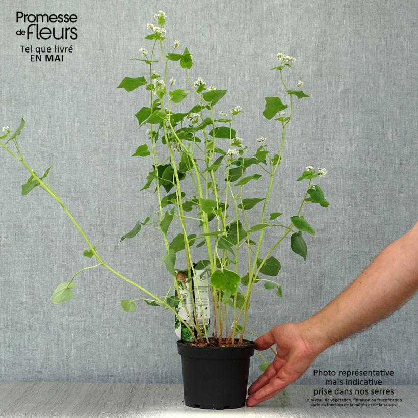 Exemplaar van Boekweit - Fagopyrum esculentum Pot van 1,5 l/2 l zoals geleverd in de lente