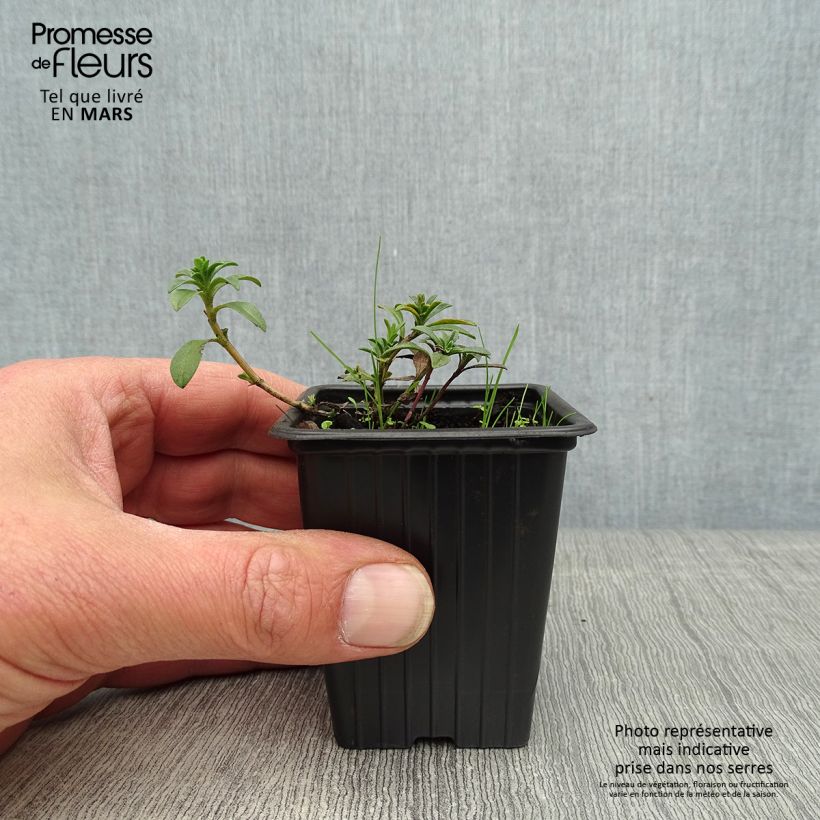 Exemplaar van Citroen-bergbonenkruid BIO - Satureja montana Kweekpotje van 8/9 cm zoals geleverd in de lente