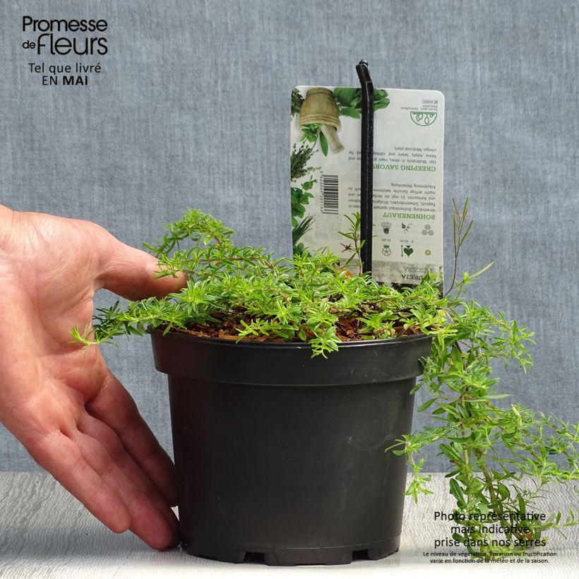 Exemplaar van Satureja spicigera - Kruipbonenkruid Pot van 1,5 l/2 l zoals geleverd in de lente