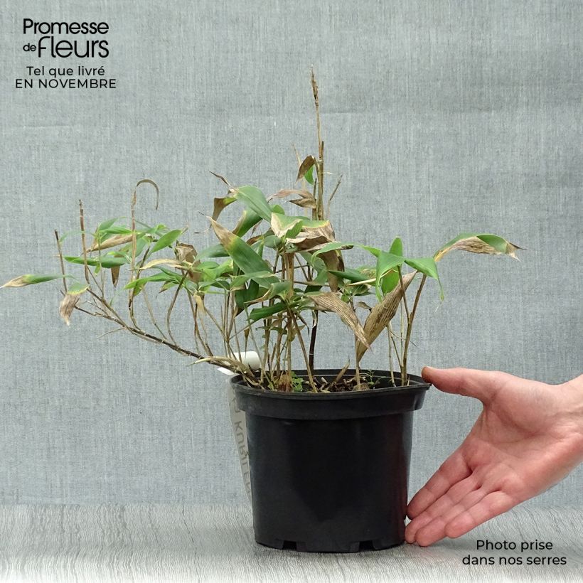 Exemplaar van Sasa kurilensis - Palmbamboe Pot van 2 l/3 l zoals geleverd in de herfst