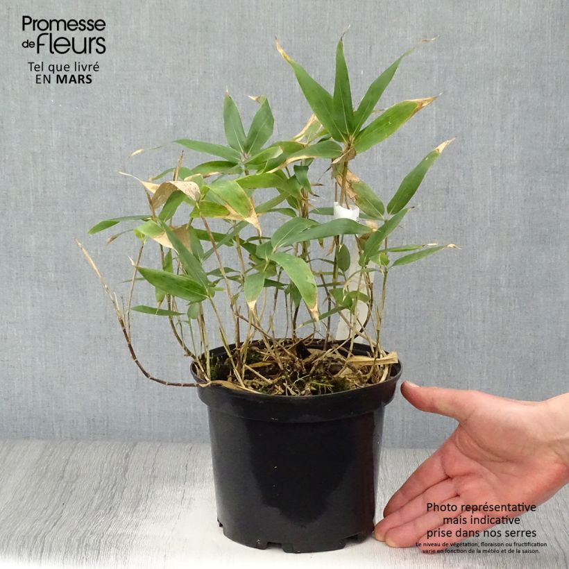 Exemplaar van Sasa kurilensis - Palmbamboe Pot van 2 l/3 l zoals geleverd in de lente