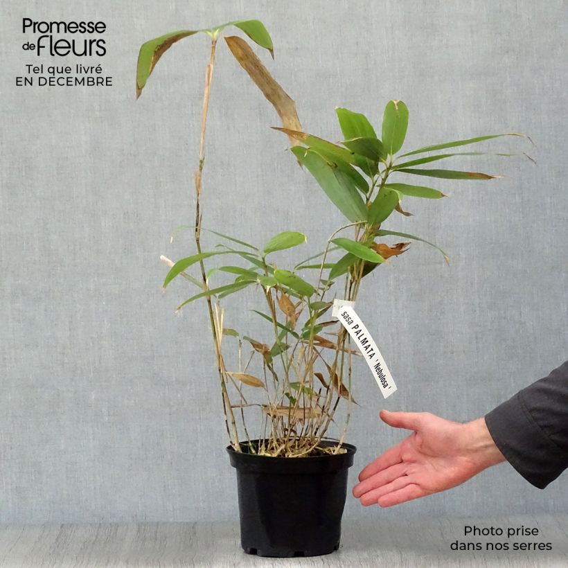 Exemplaar van Sasa palmata Nebulosa - Palmbamboe Pot van 1 l/1,5 l zoals geleverd in de winter