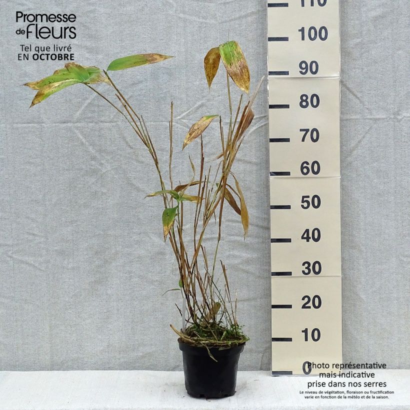 Exemplaar van Sasa palmata Nebulosa - Palmbamboe Pot van 2 l/3 l zoals geleverd in de herfst