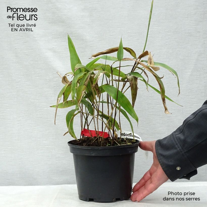 Example of Sasa tessellata - Palmbamboe Pot van 3 l/4 l as you get in printemps