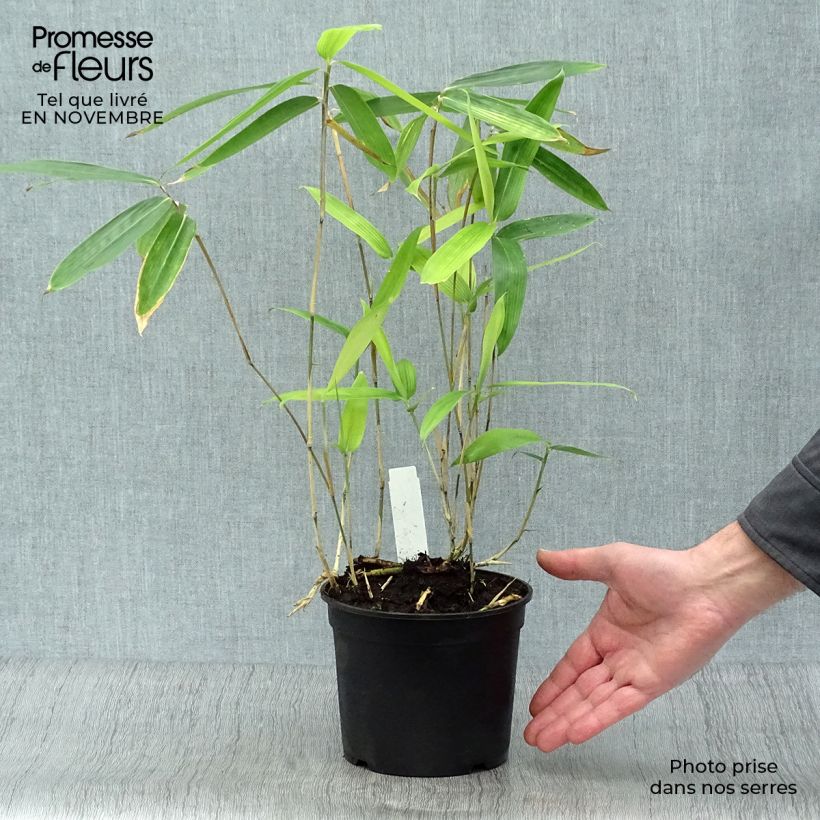 Exemplaar van Sasa tsuboiana - Dwergbamboe Pot van 2 l/3 l zoals geleverd in de herfst