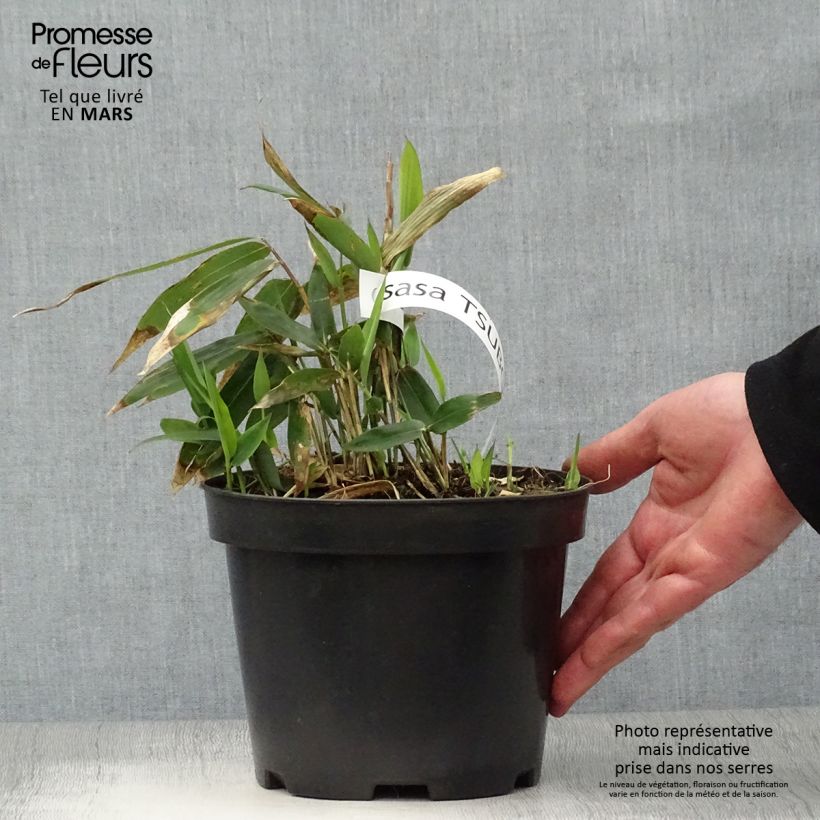 Example of Sasa tsuboiana - Dwergbamboe Pot van 2 l/3 l as you get in printemps