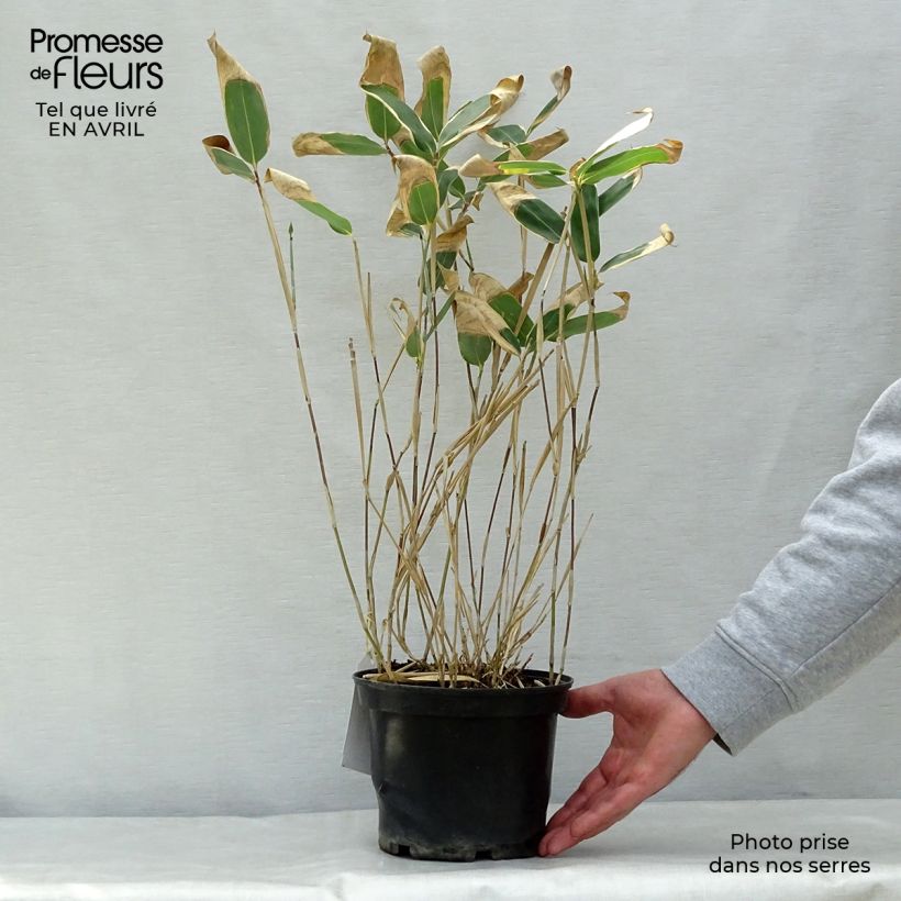 Example of Sasa veitchii - Palmbamboe Pot van 2 l/3 l as you get in printemps