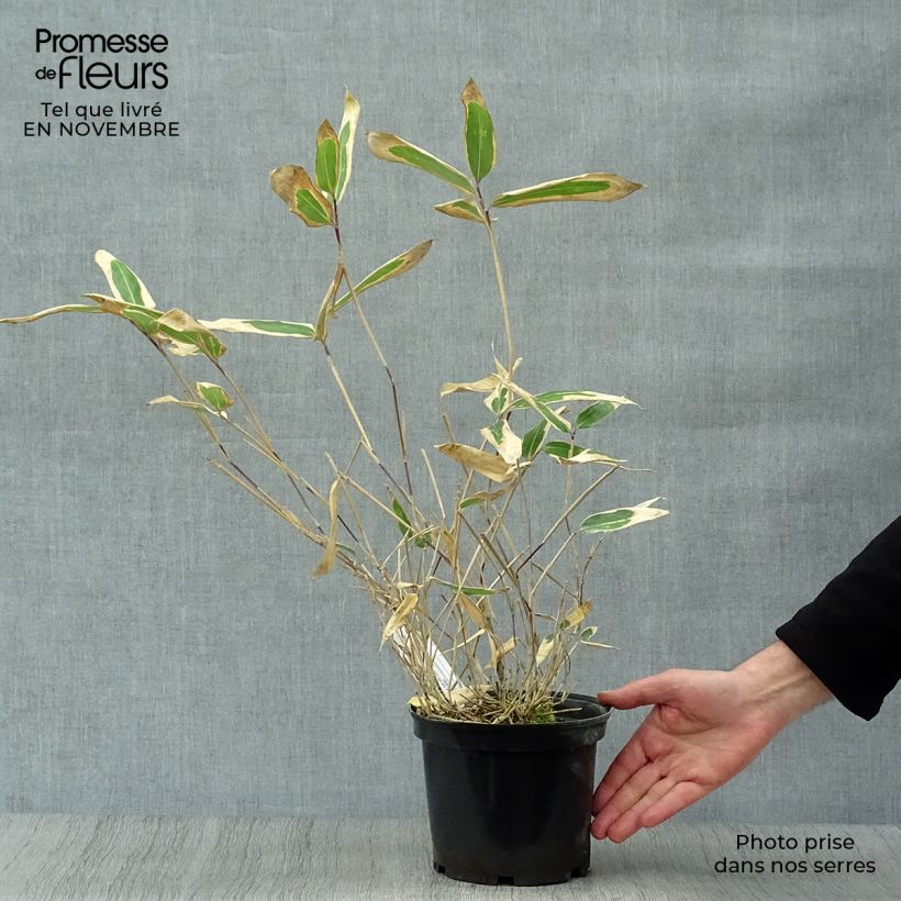 Exemplaar van Sasa veitchii - Palmbamboe Pot van 2 l/3 l zoals geleverd in de herfst