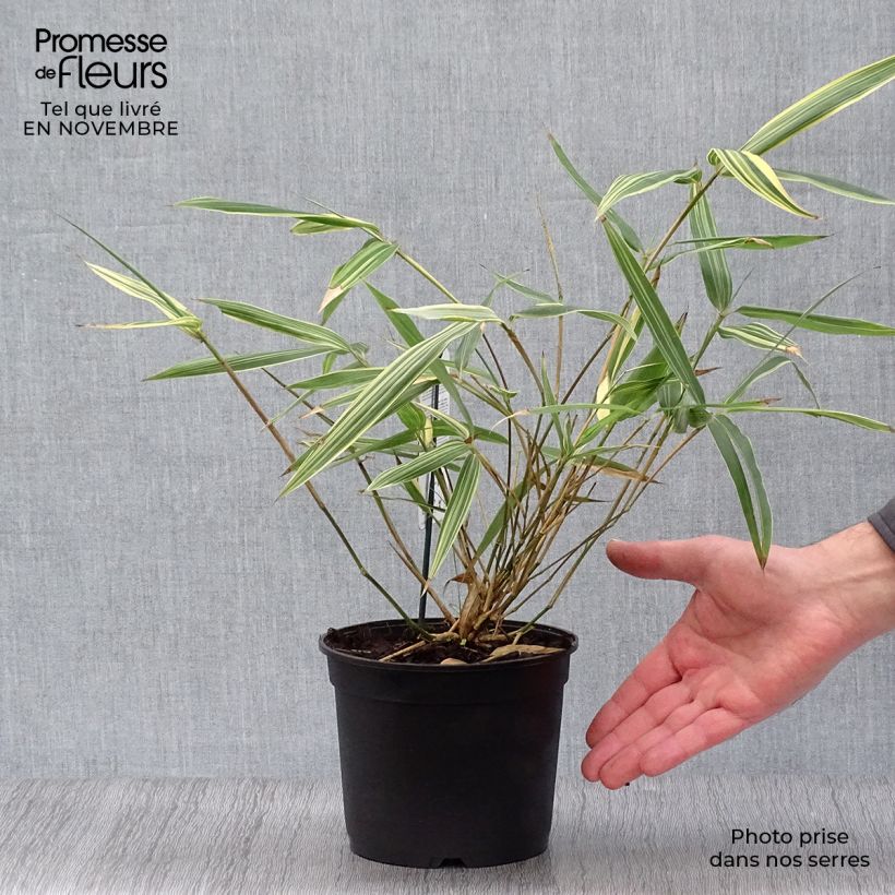 Exemplaar van Sasaella masamuneana Albostriata - Palmbamboe Pot van 2 l/3 l zoals geleverd in de herfst