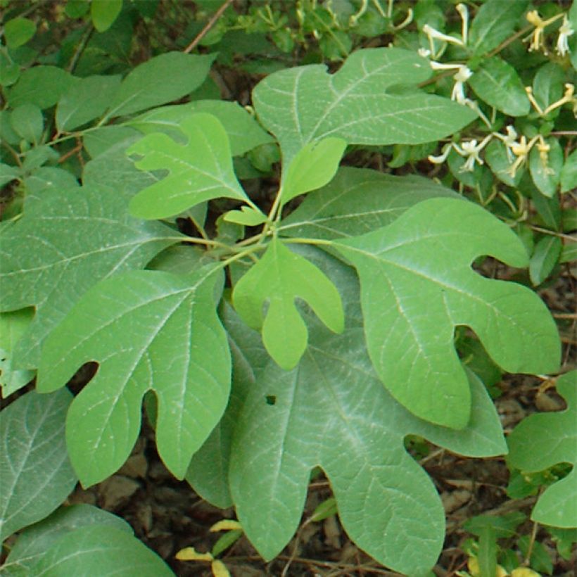 Sassafras albidum - Sassafrasboom (Blad)