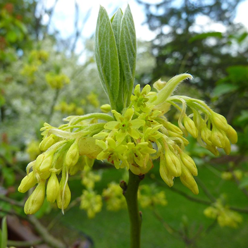 Sassafras albidum - Sassafrasboom (Bloei)
